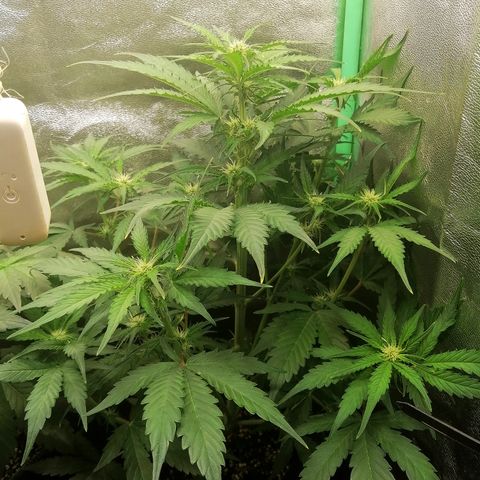 Ankhiale growlog timeline photo