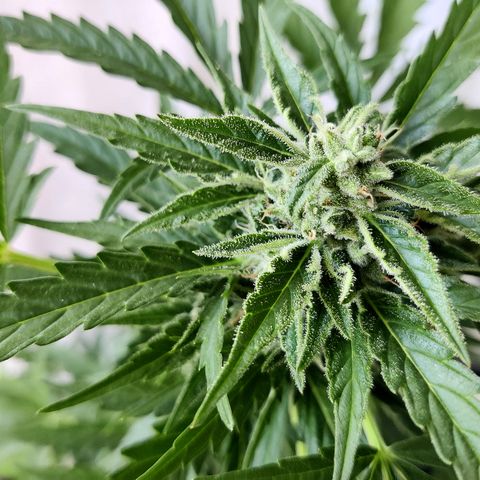 Sagata growlog timeline photo