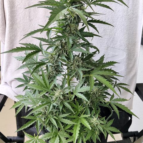Sagata growlog timeline photo
