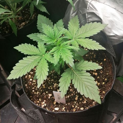 Edith growlog timeline photo