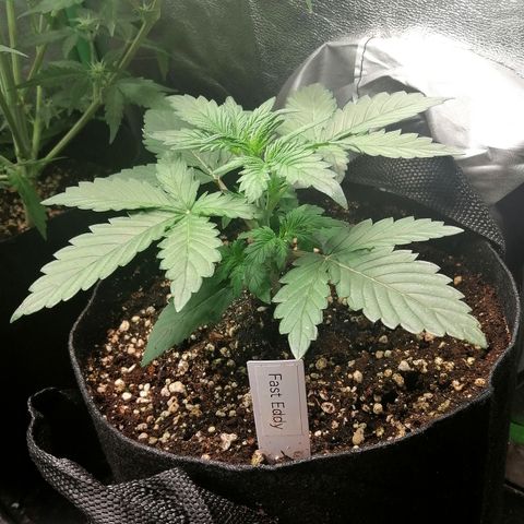 Edith growlog timeline photo