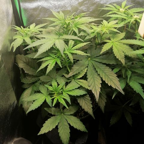 Justine growlog timeline photo