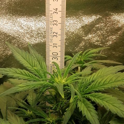 Justine growlog timeline photo