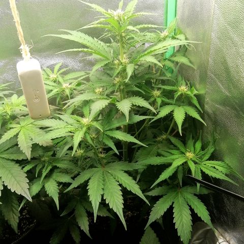 Ankhiale growlog timeline photo
