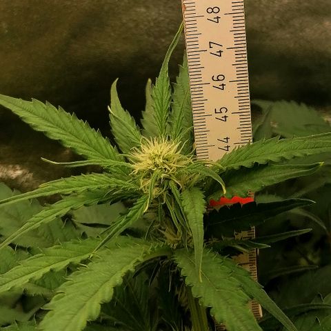 Ankhiale growlog timeline photo
