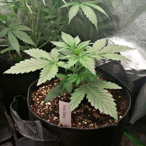 Edith growlog timeline photo