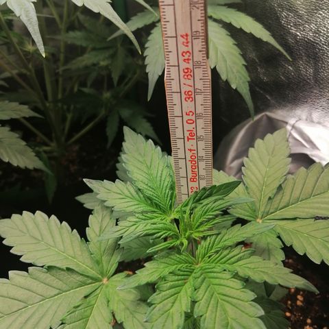 Edith growlog timeline photo