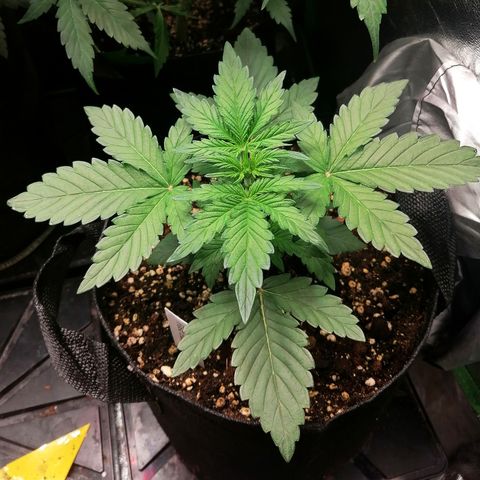 Edith growlog timeline photo