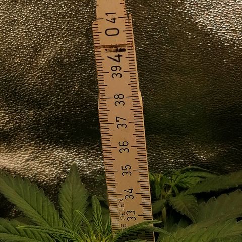Justine growlog timeline photo