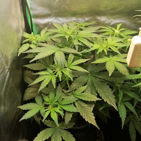 Justine growlog timeline photo