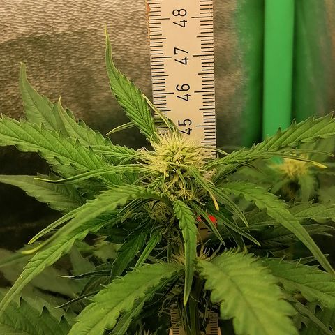 Ankhiale growlog timeline photo