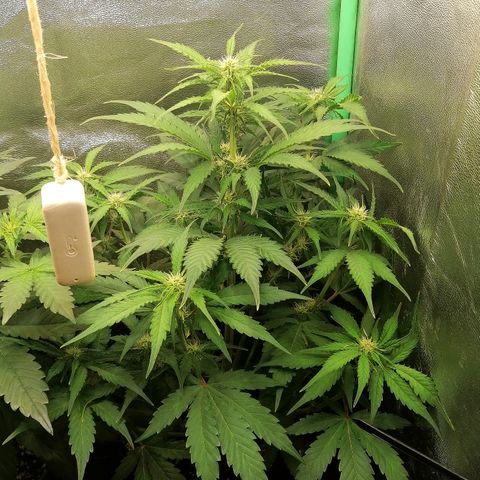Ankhiale growlog timeline photo