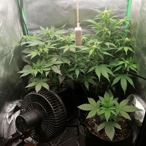 Edith growlog timeline photo