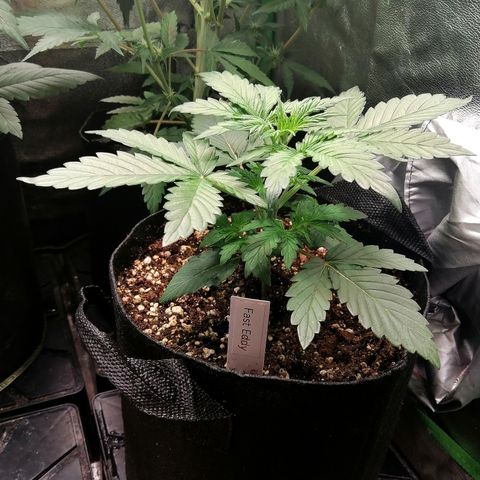Edith growlog timeline photo