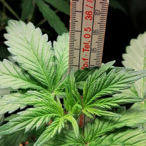 Edith growlog timeline photo