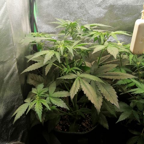 Justine growlog timeline photo