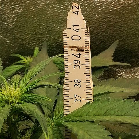 Justine growlog timeline photo