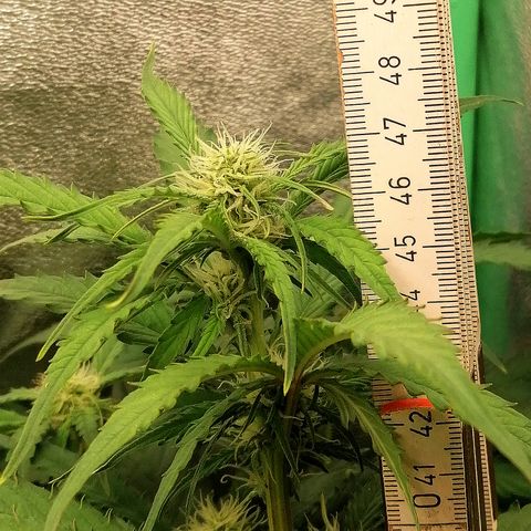 Ankhiale growlog timeline photo
