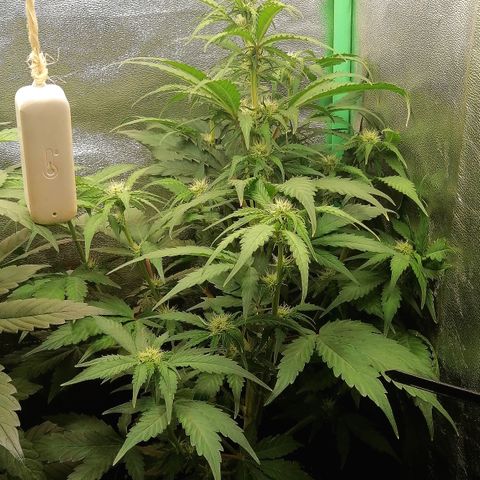 Ankhiale growlog timeline photo