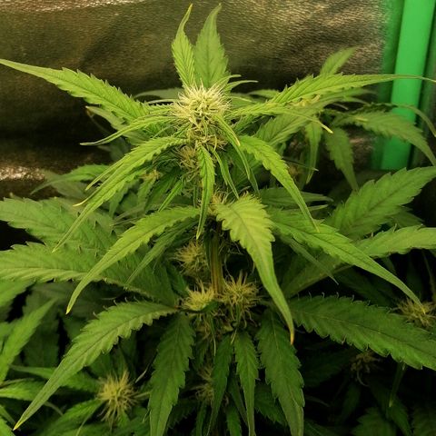 Ankhiale growlog timeline photo