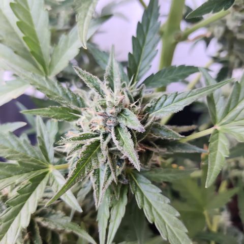 Sagata growlog timeline photo