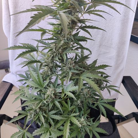 Sagata growlog timeline photo