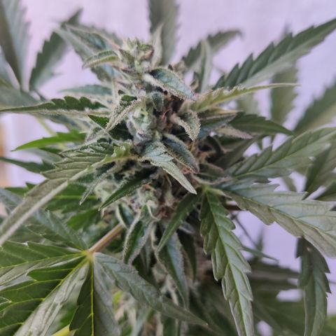 Sagata growlog timeline photo