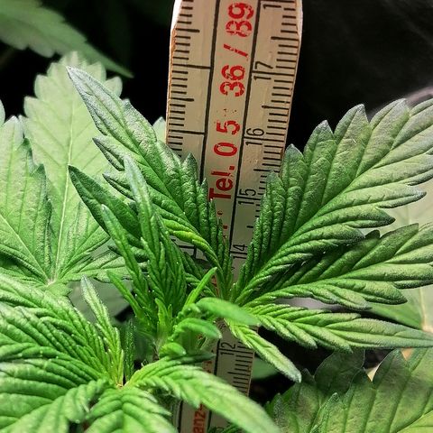 Edith growlog timeline photo