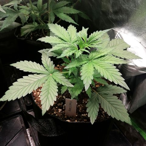 Edith growlog timeline photo