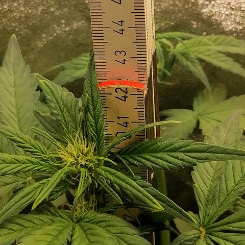 Justine growlog timeline photo