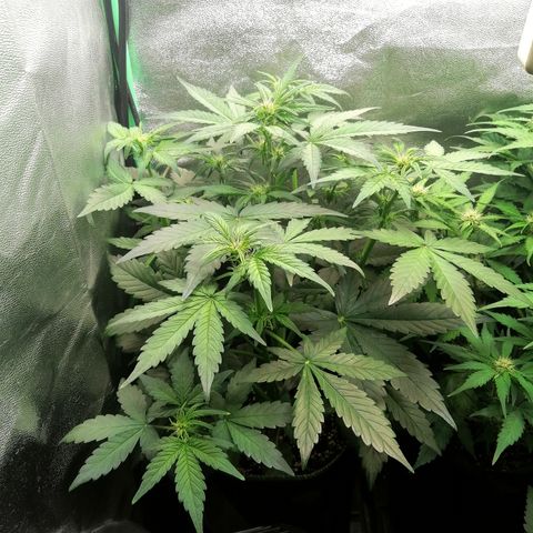 Justine growlog timeline photo