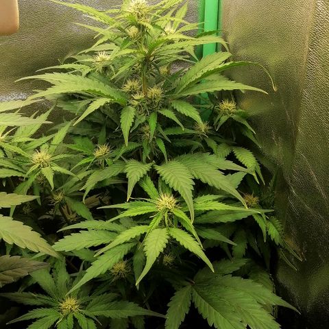 Ankhiale growlog timeline photo