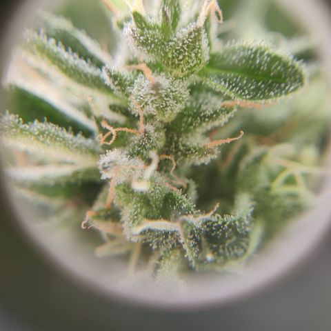 Sagata growlog timeline photo