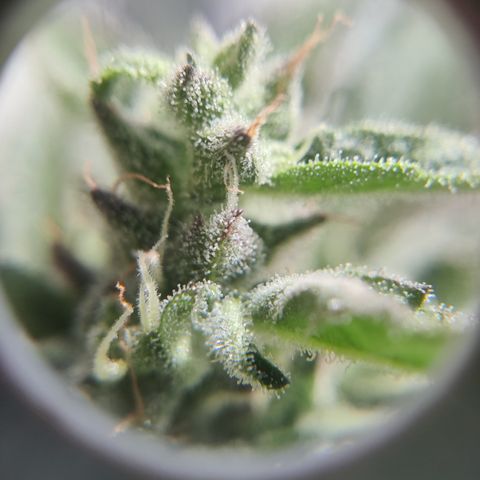 Sagata growlog timeline photo