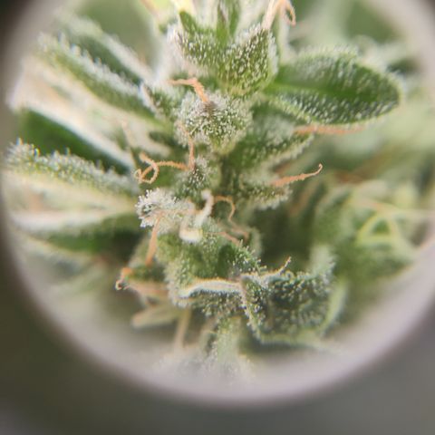 Sagata growlog timeline photo