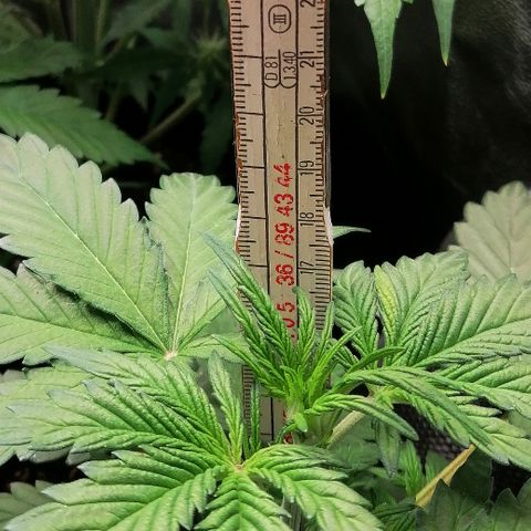 Edith growlog timeline photo