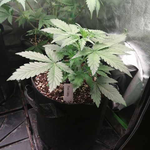 Edith growlog timeline photo