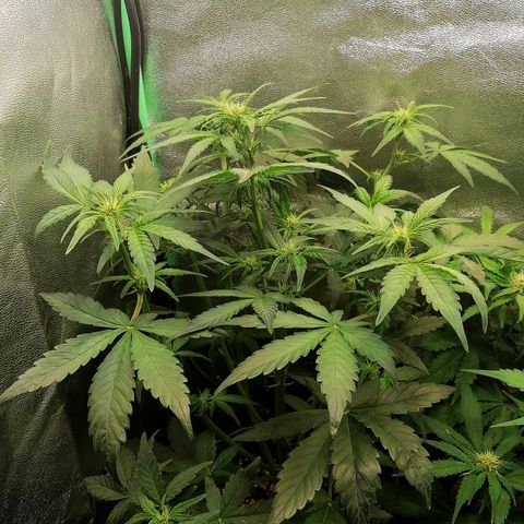 Justine growlog timeline photo