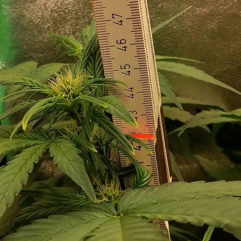 Justine growlog timeline photo