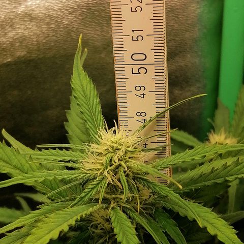 Ankhiale growlog timeline photo