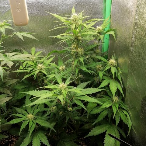 Ankhiale growlog timeline photo