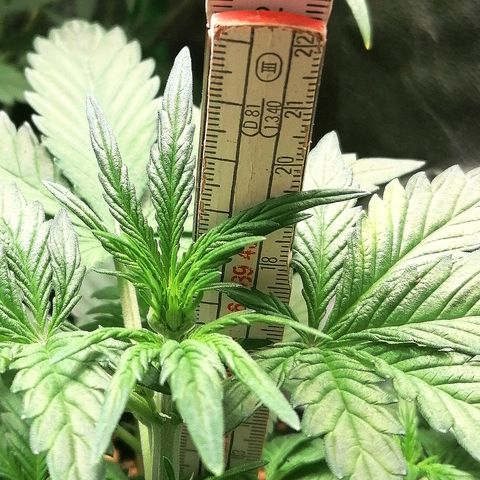 Edith growlog timeline photo