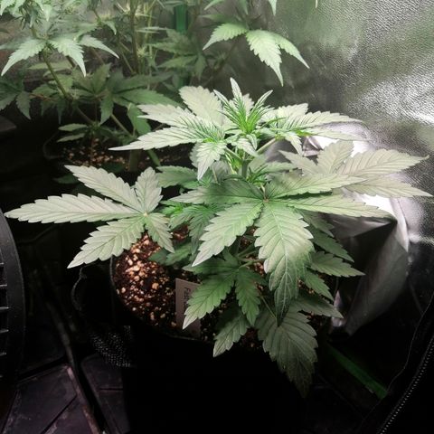 Edith growlog timeline photo