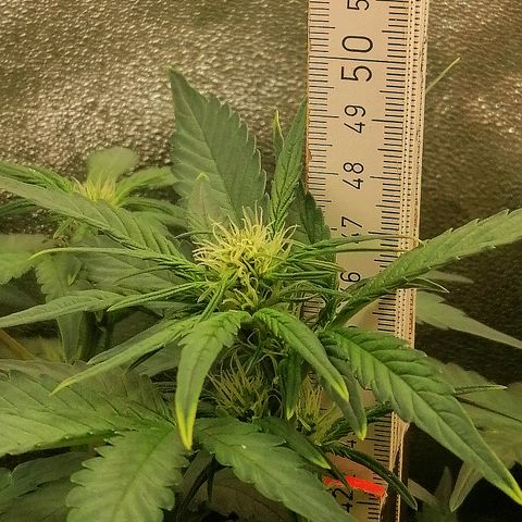 Justine growlog timeline photo