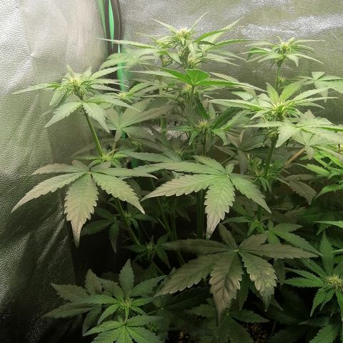 Justine growlog timeline photo