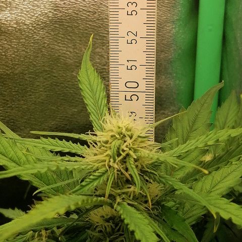 Ankhiale growlog timeline photo