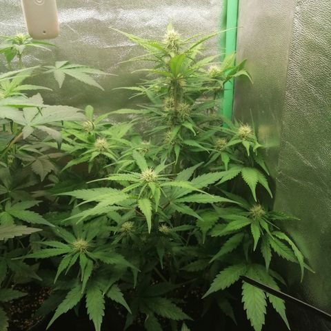 Ankhiale growlog timeline photo