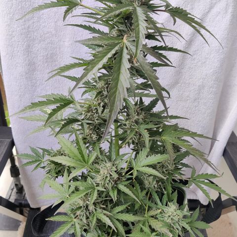 Sagata growlog timeline photo
