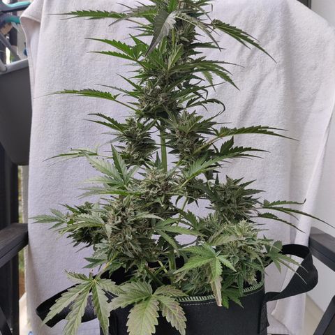 Sagata growlog timeline photo