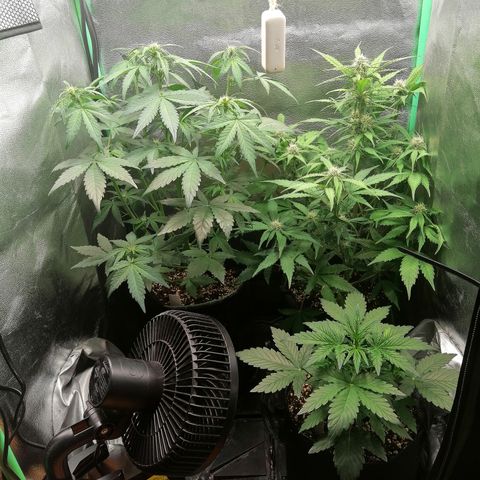 Edith growlog timeline photo